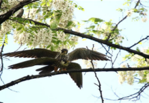 서울의 공원에는 천연기념물 솔부엉이와 소쩍새가 살아요