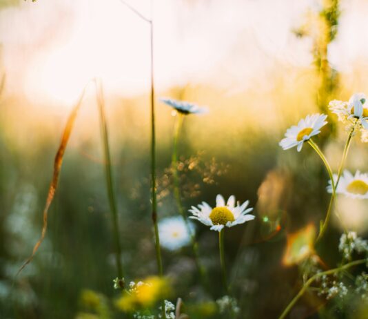 봄바람 속 걷기, 자연과 어우러진 힐링 타임